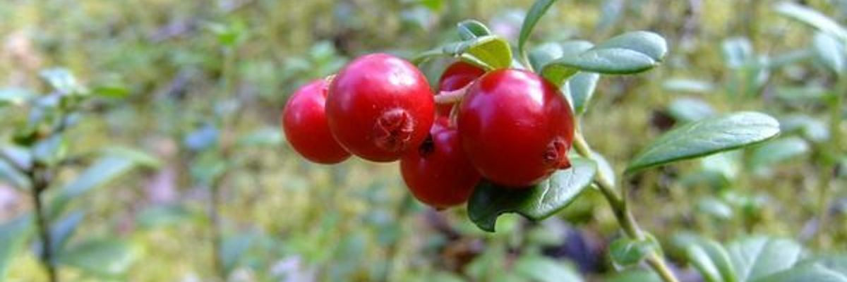 Natural Cranberry Jam: Taste and Benefits of Nature