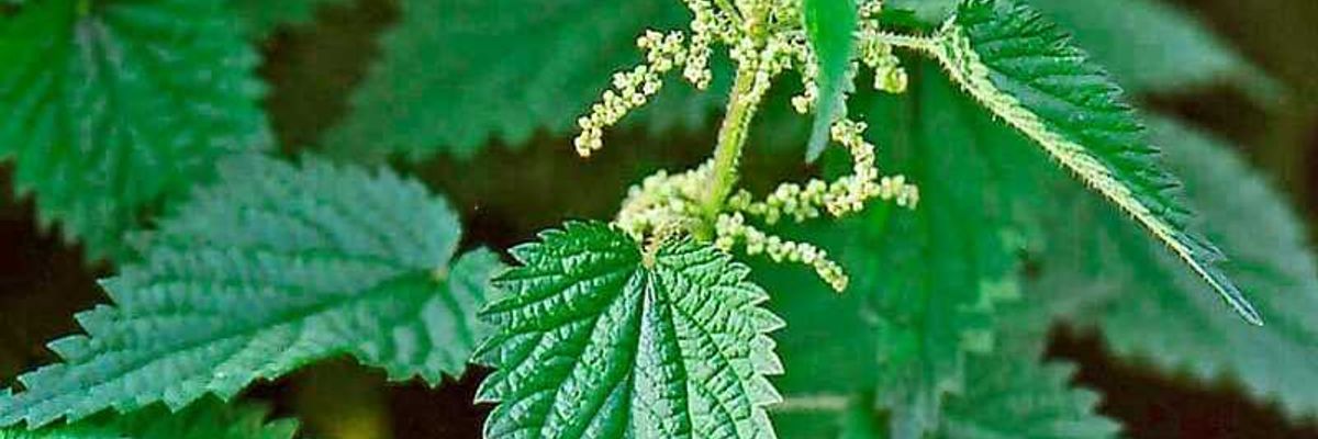 About nettle