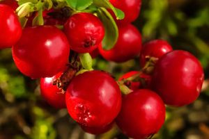 Cranberry: Flavorful and Medicinal Treasure