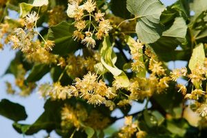 Linden: Nature's Soothing Remedy