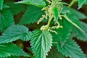 About nettle