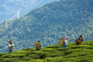 Як п'ють чай в Індії фото